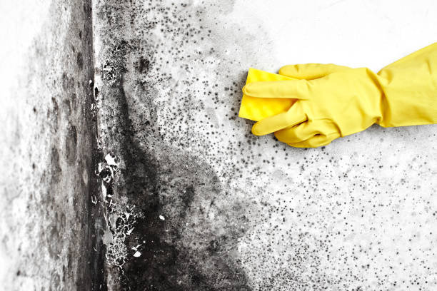 Best Localized Mold Remediation (e.g., coastal areas, humid climates) in Valle Vista, CA