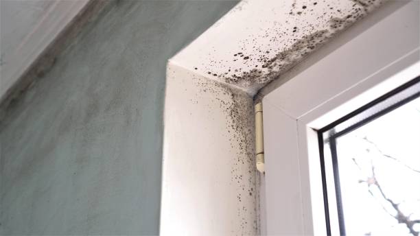 Best DIY Mold Remediation Support Services in Valle Vista, CA