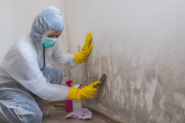 Best Post-Remediation Services in Valle Vista, CA
