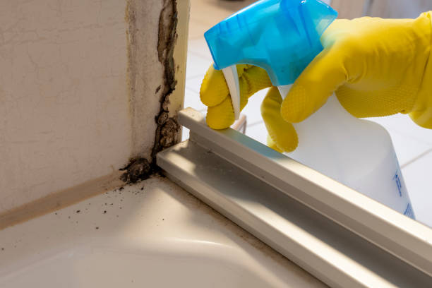 Best Mold Testing and Inspection Services in Valle Vista, CA