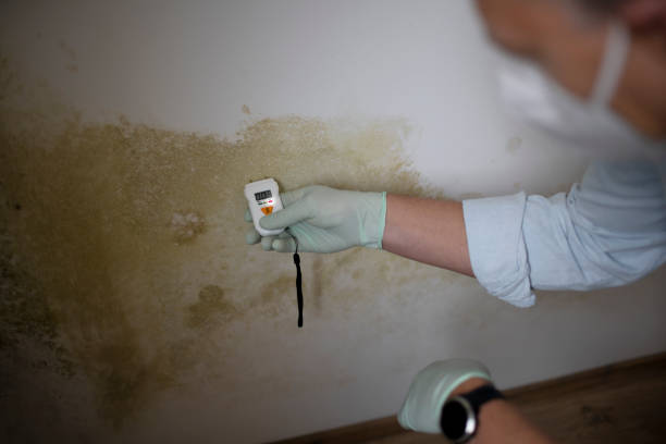 Best DIY Mold Remediation Support Services in Valle Vista, CA
