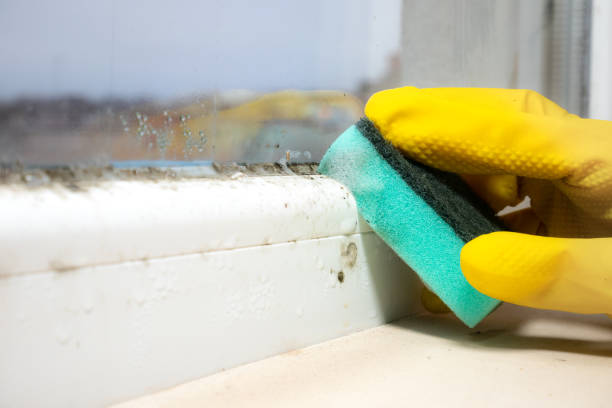 Best Basement Mold Remediation in Valle Vista, CA