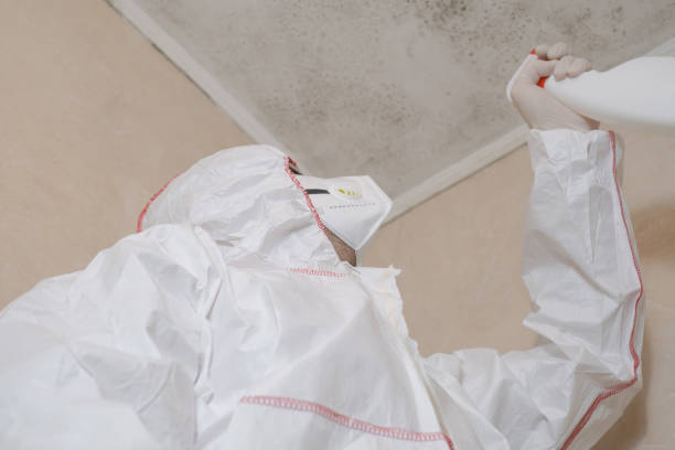 Best Attic Mold Remediation in Valle Vista, CA