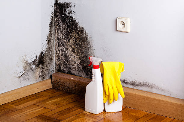 Best Residential Mold Remediation in Valle Vista, CA