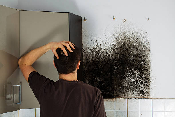 Best Residential Mold Remediation in Valle Vista, CA